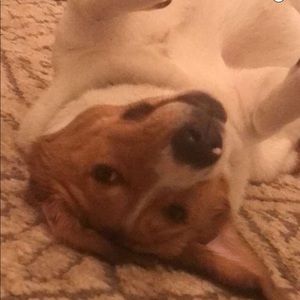 Meet your Posher, Heidi